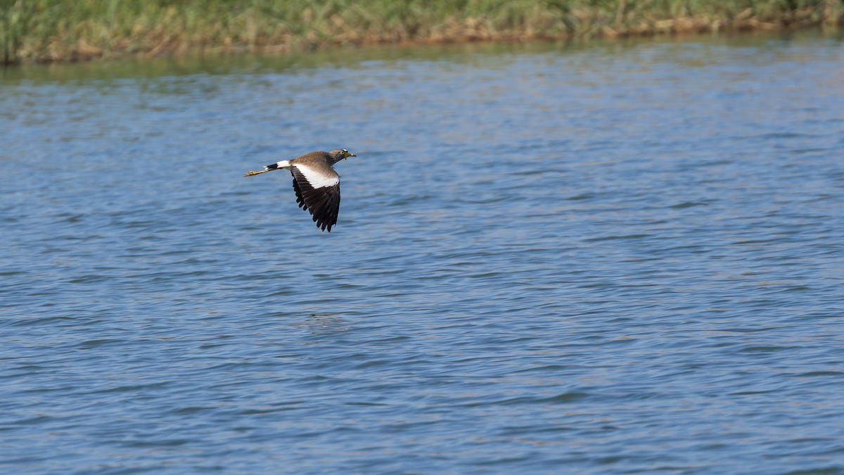 Wattled Lapwing - ML646633559