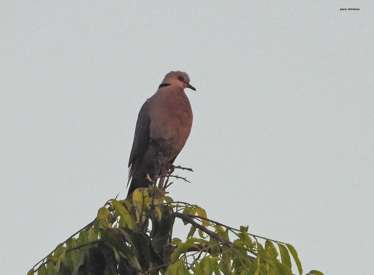 hrdlička červenooká - ML646633560