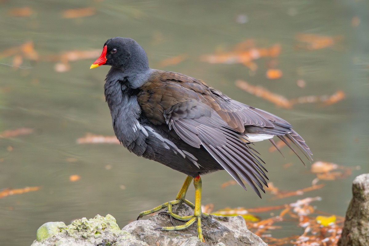 סופית - ML646633564