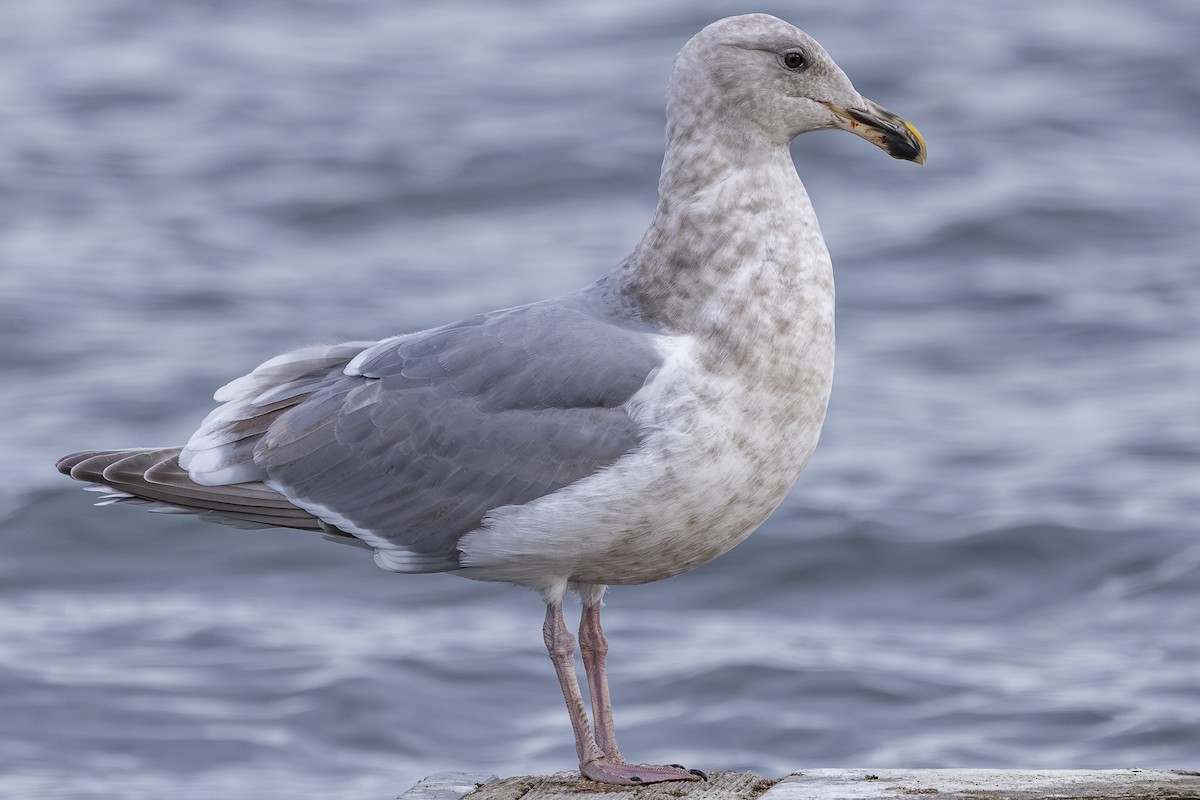 Мартин західний x берингійський - ML646633565