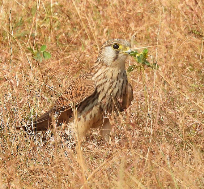 Eurasian Kestrel - ML646633566