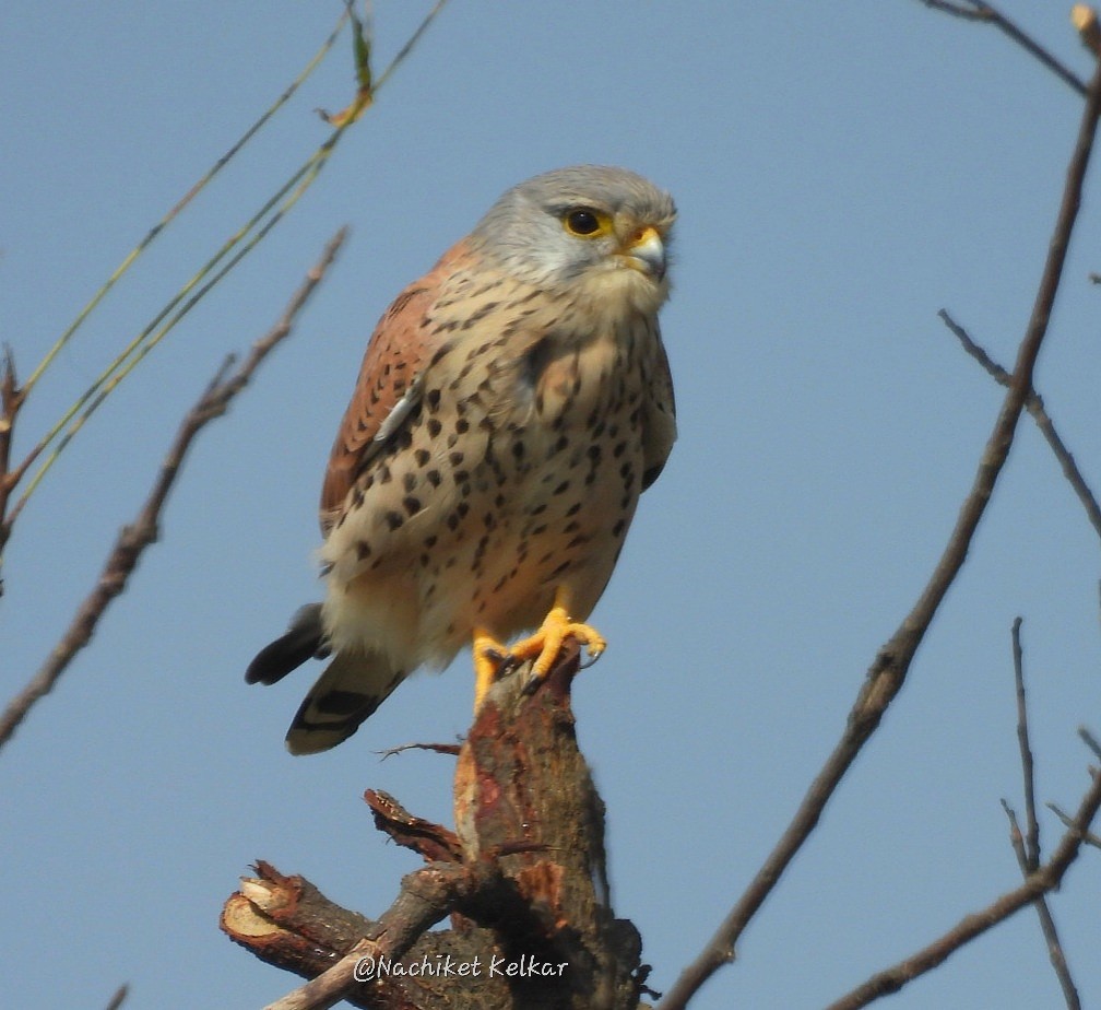 Eurasian Kestrel - ML646633567