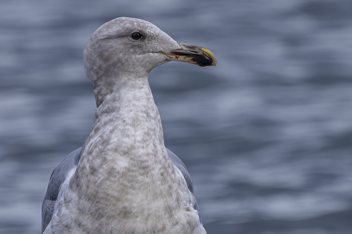 Мартин західний x берингійський - ML646633568