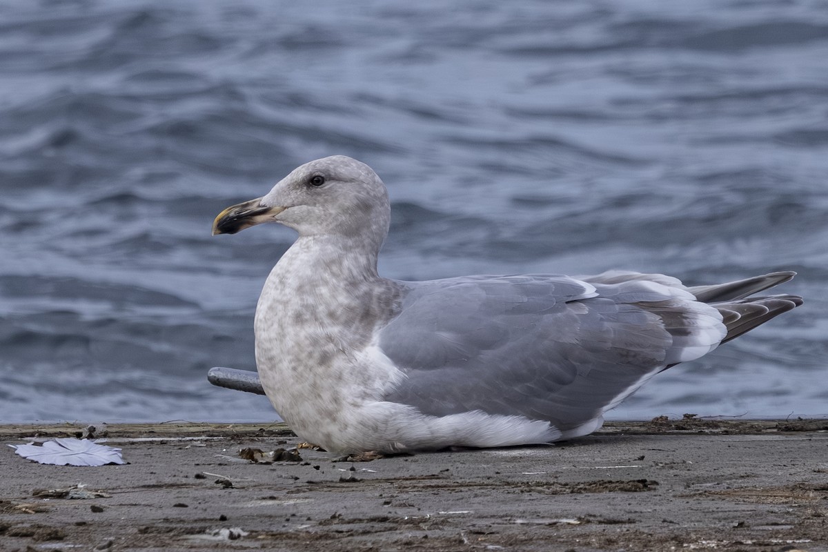 Мартин західний x берингійський - ML646633569
