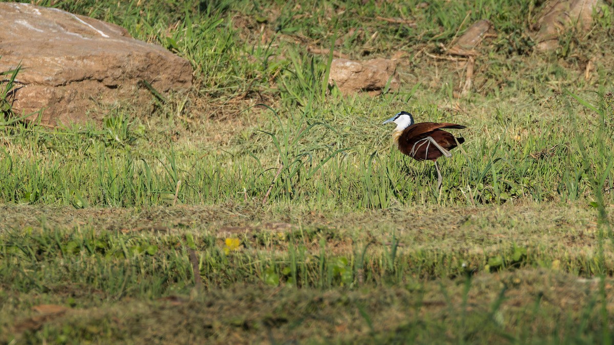 African Jacana - ML646633570