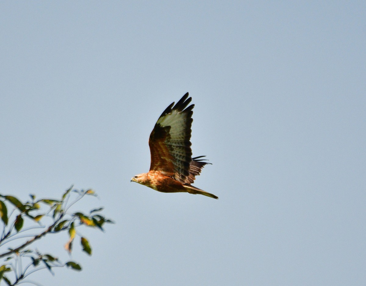 Long-legged Buzzard - ML646633572