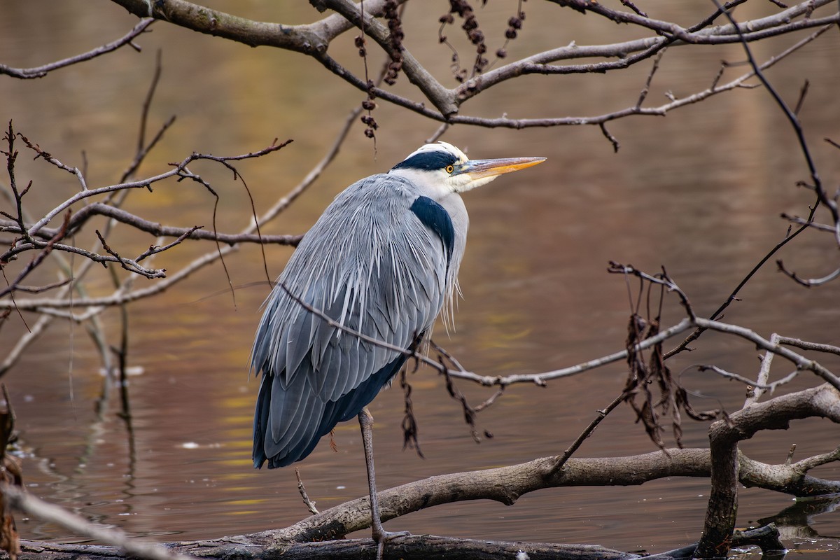 אנפה אפורה - ML646633573