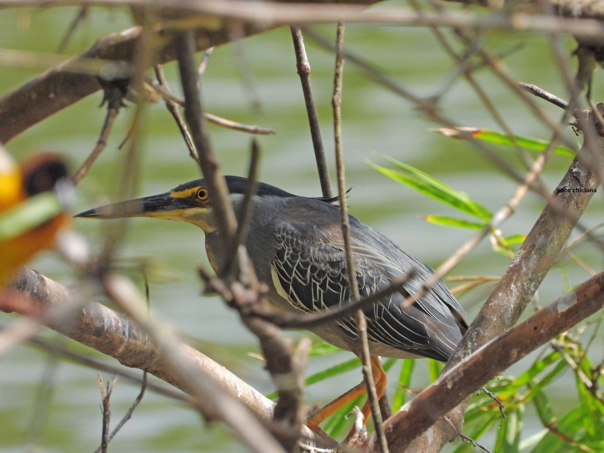 volavka malá - ML646633575