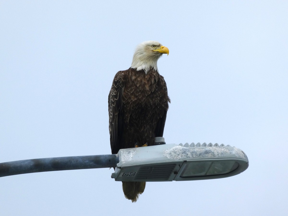 Pigargo Americano - ML646633576