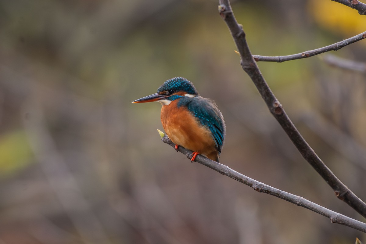 שלדג גמדי - ML646633578