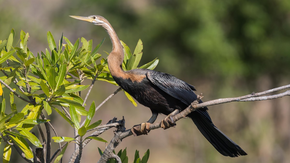 African Darter - ML646633579