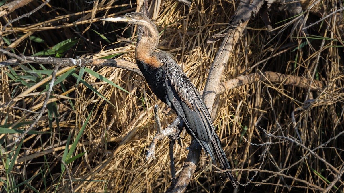 African Darter - ML646633581