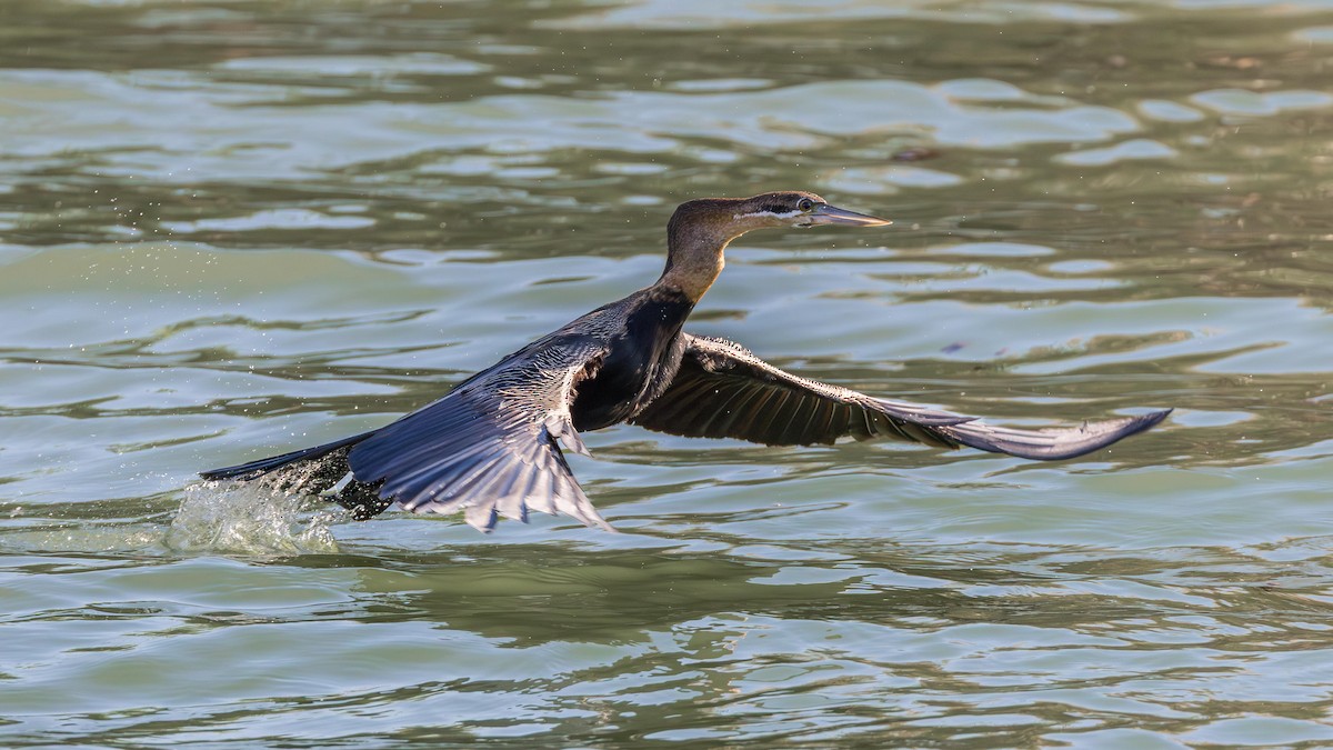 African Darter - ML646633582