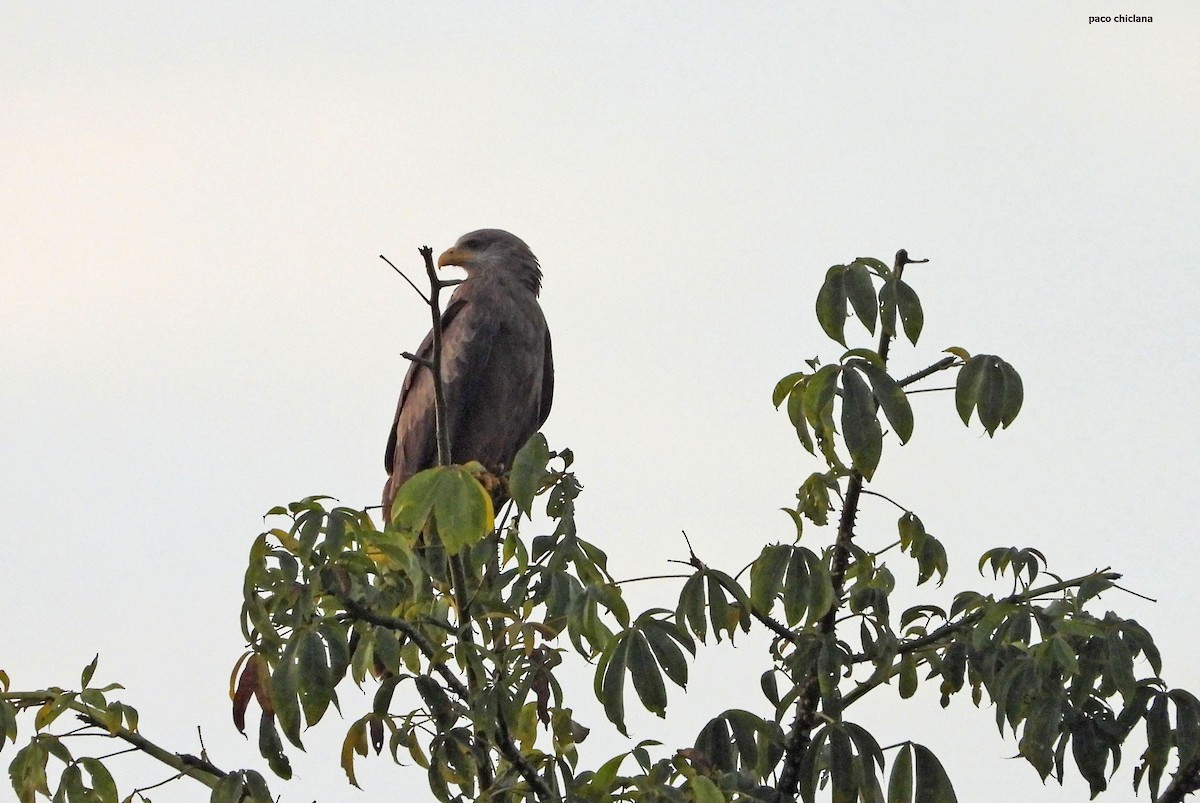luňák hnědý (ssp. aegyptius/parasitus) - ML646633583