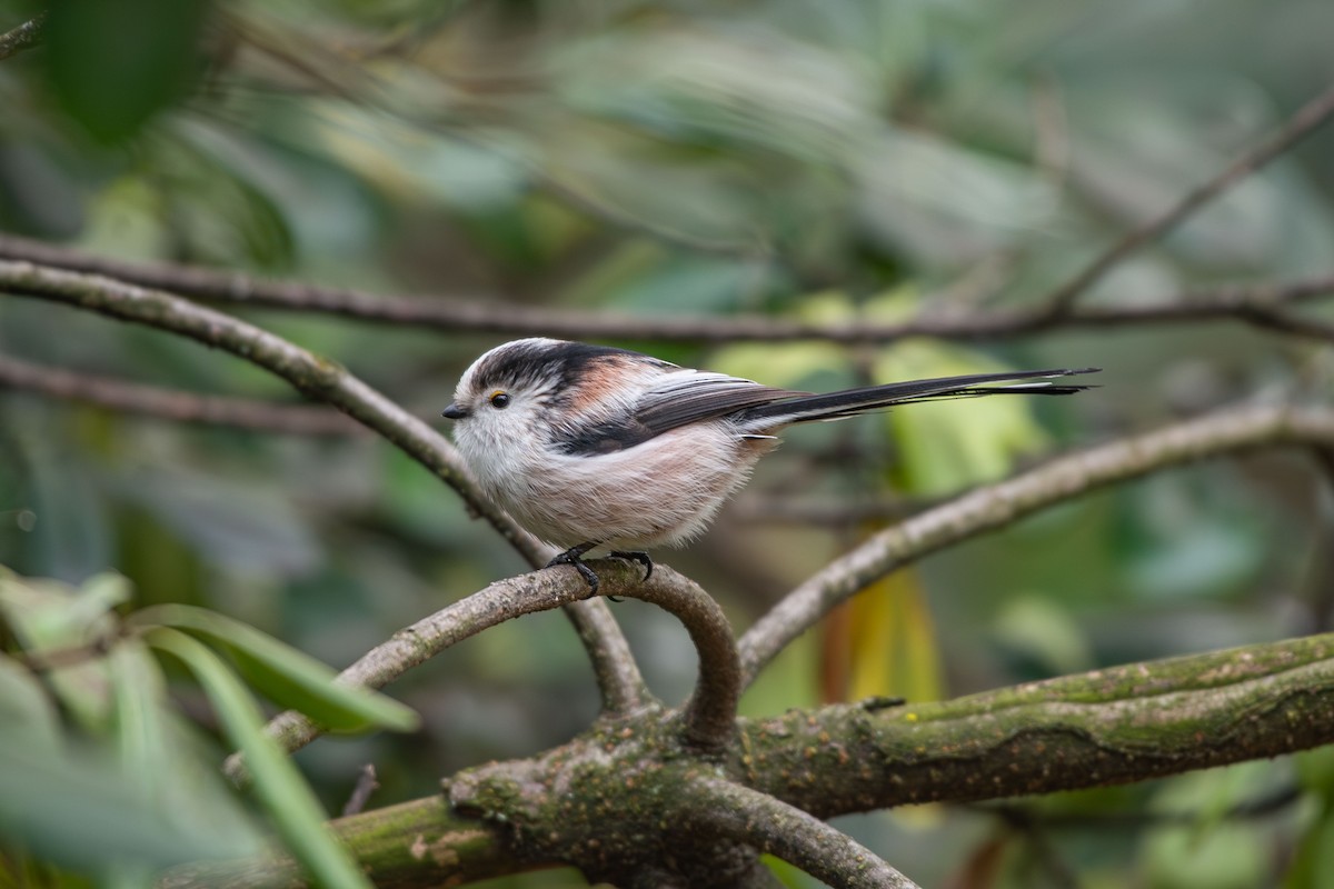 ירגזי זנבתן - ML646633584