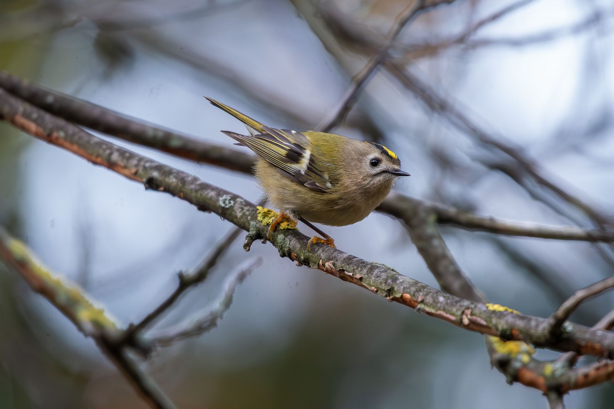מלכילון האורנים - ML646633585