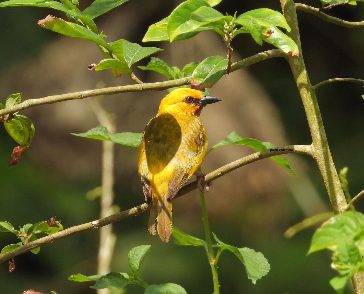 Orange Weaver - ML646633587