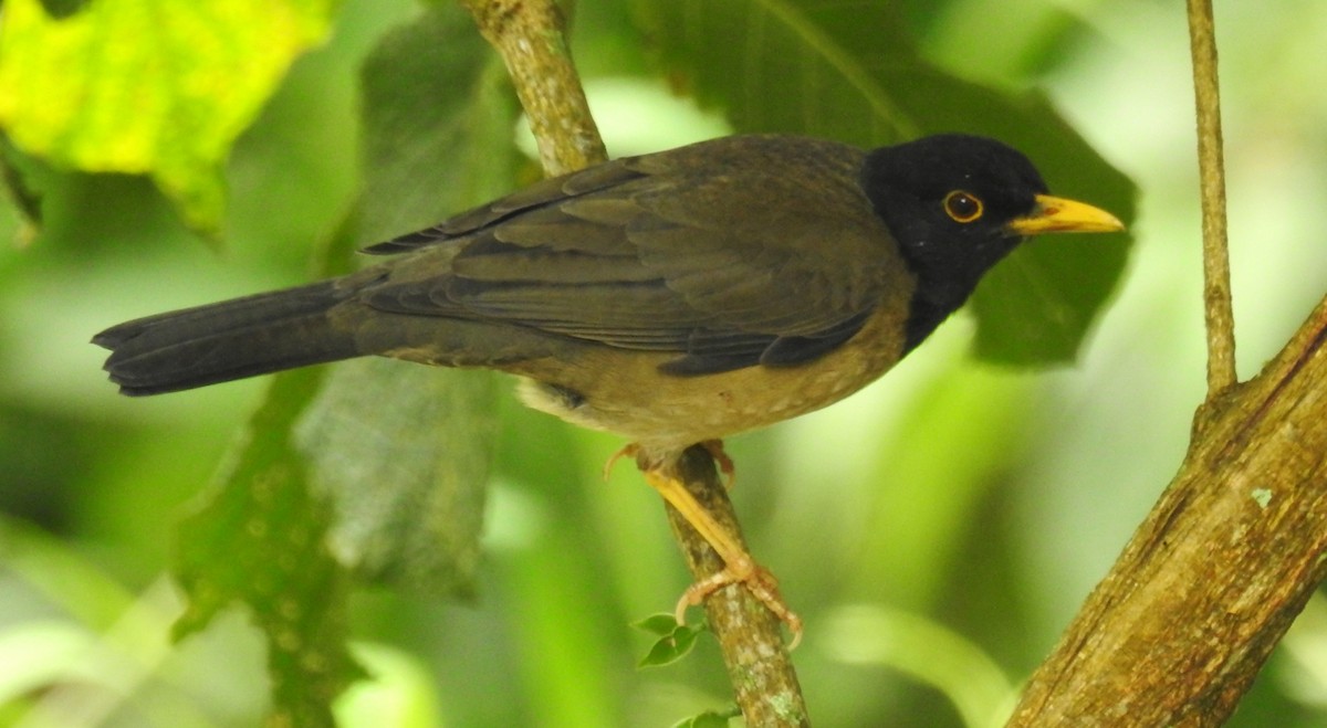 Merle à froc noir - ML646633591