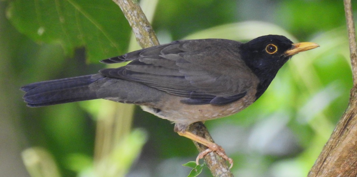 Merle à froc noir - ML646633592