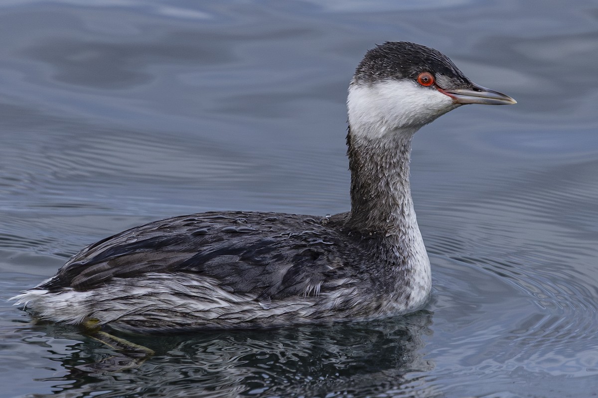 Пірникоза червоношия - ML646633593