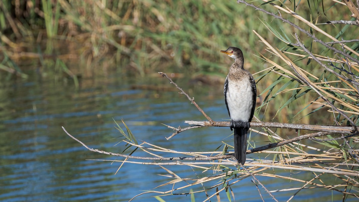 Reed Cormorant - ML646633594