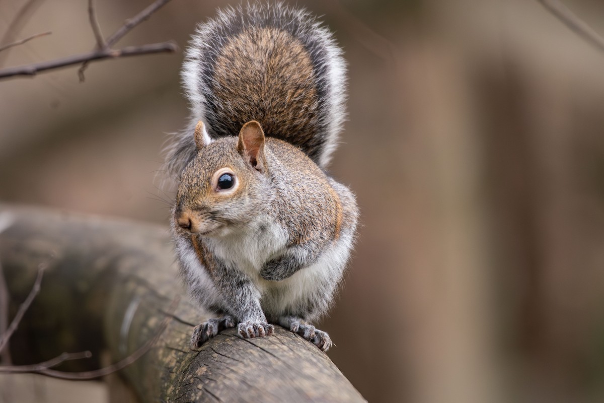 בעלי חיים - ML646633595