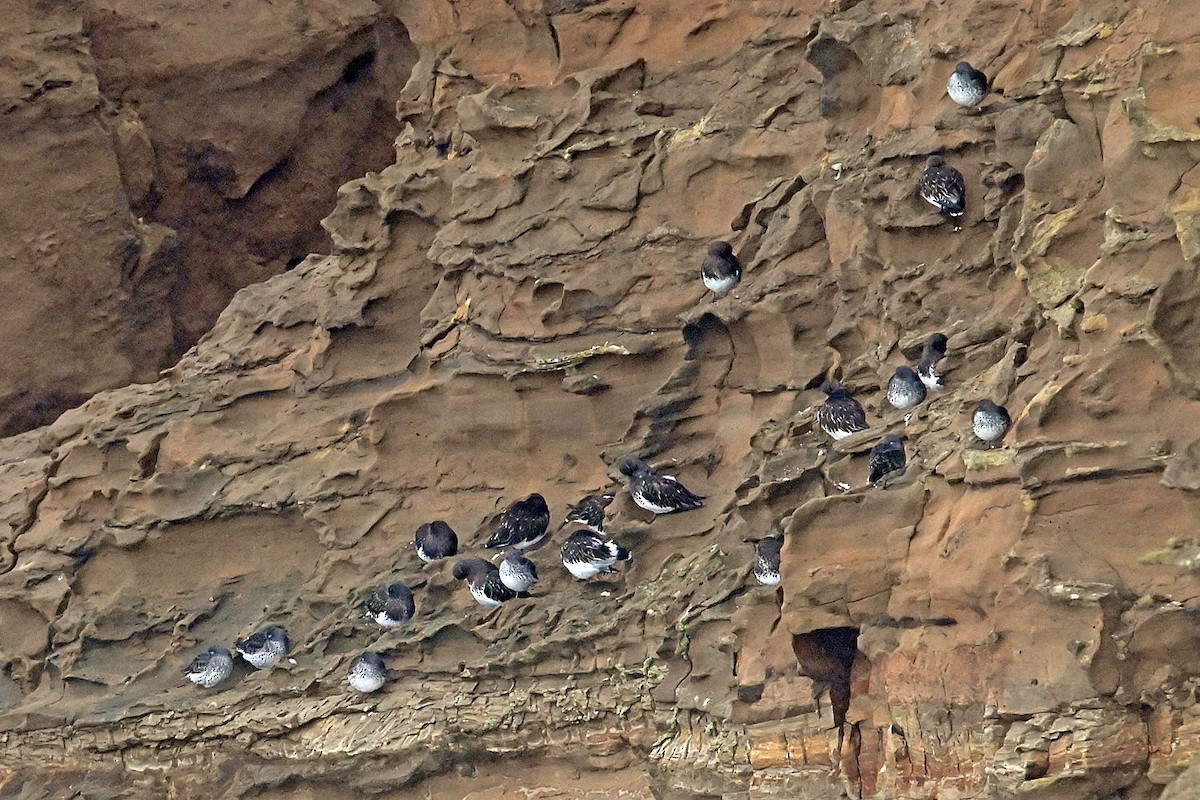 Kaya Kumkuşu - ML646633596