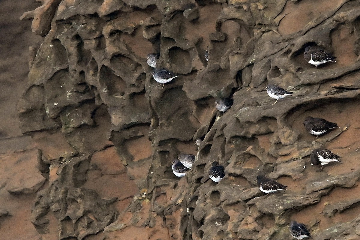 Kaya Kumkuşu - ML646633597