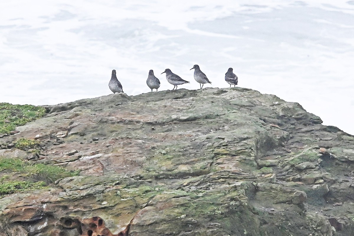 Kaya Kumkuşu - ML646633598