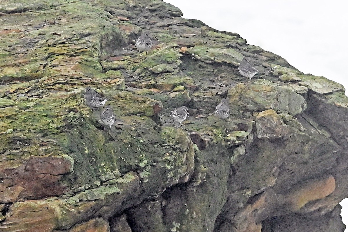 Kaya Kumkuşu - ML646633599