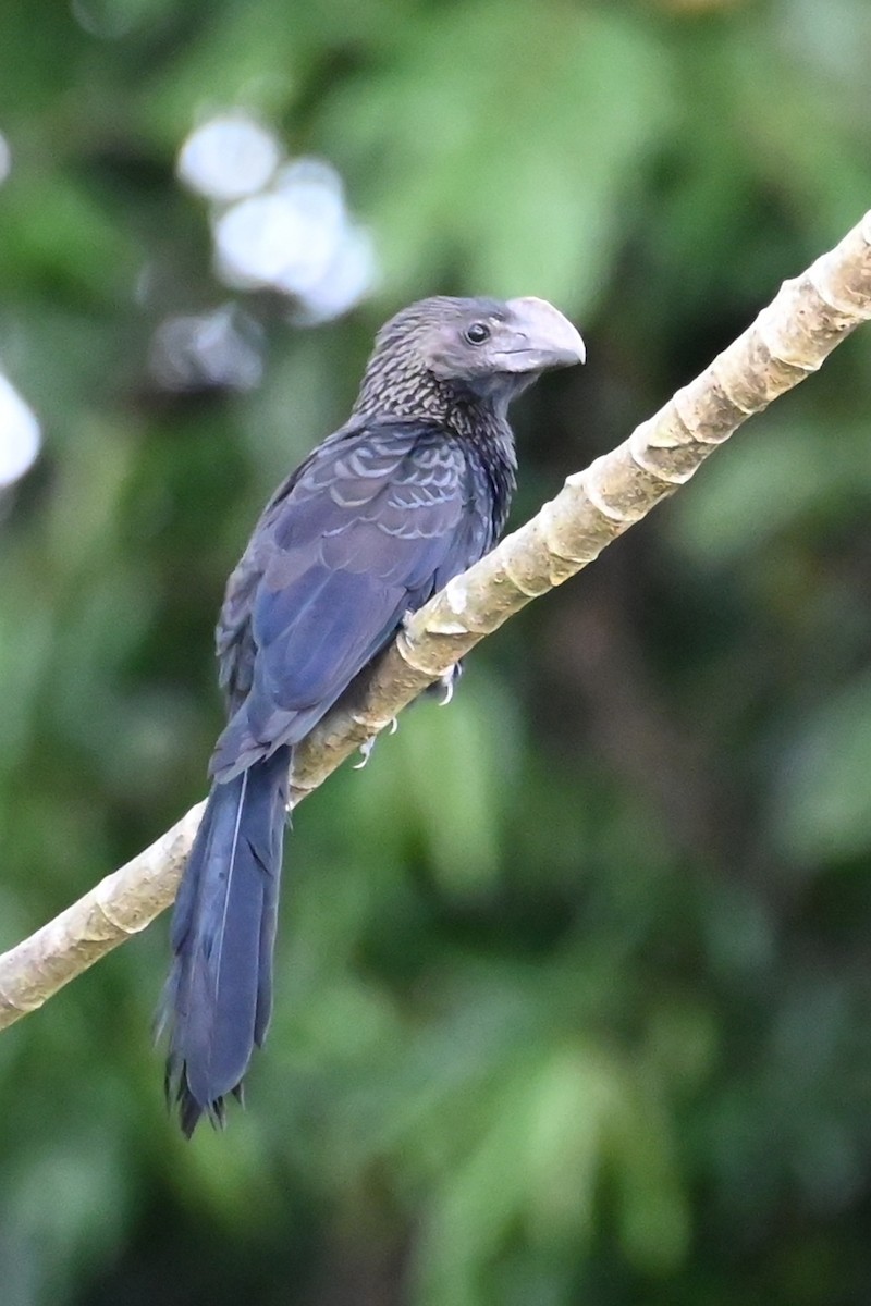 Smooth-billed Ani - ML646633602