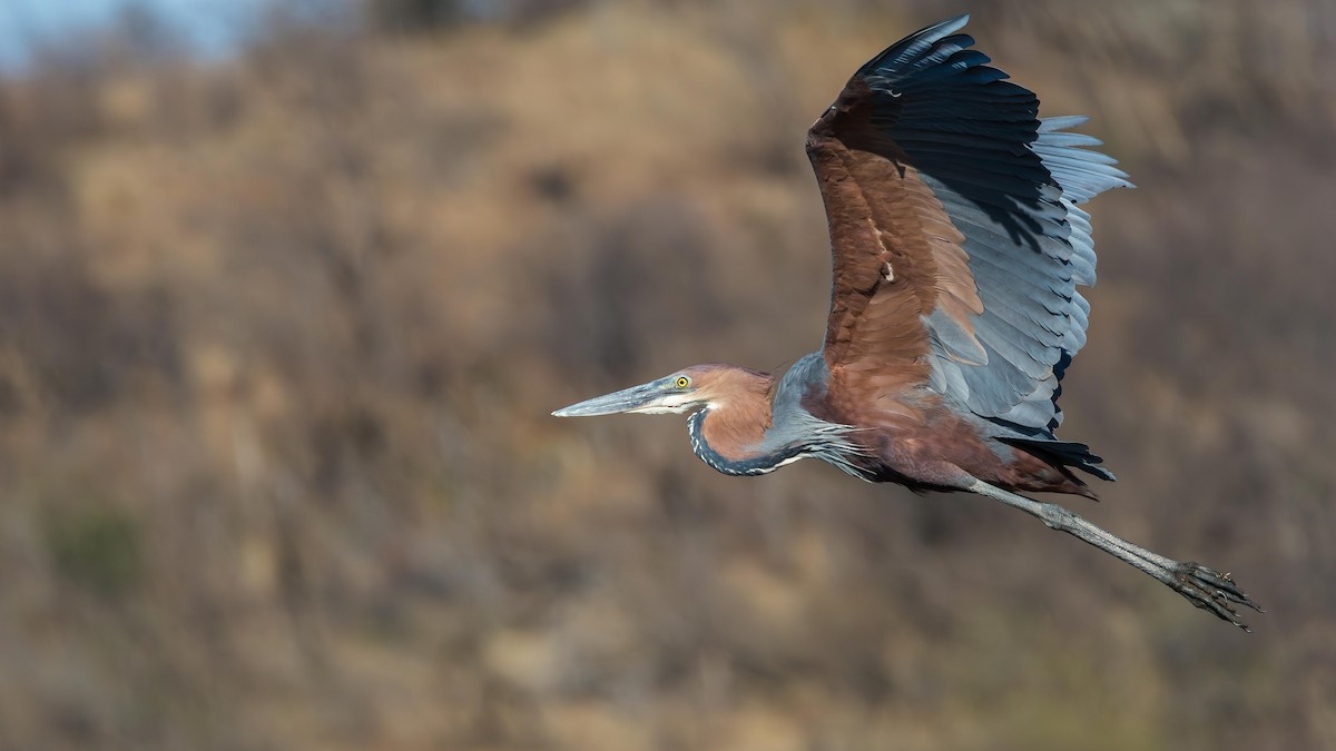 Goliath Heron - ML646633605