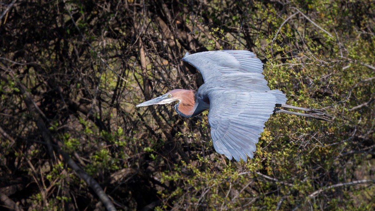 Goliath Heron - ML646633606