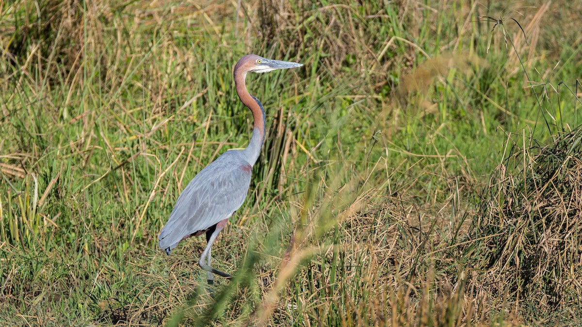 Goliath Heron - ML646633607