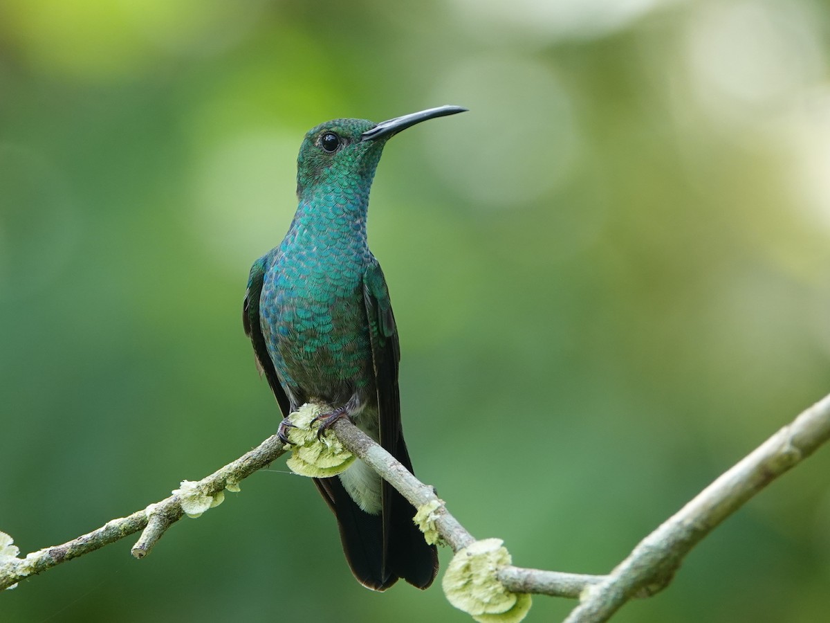 Colibrí de Buffon - ML646633608