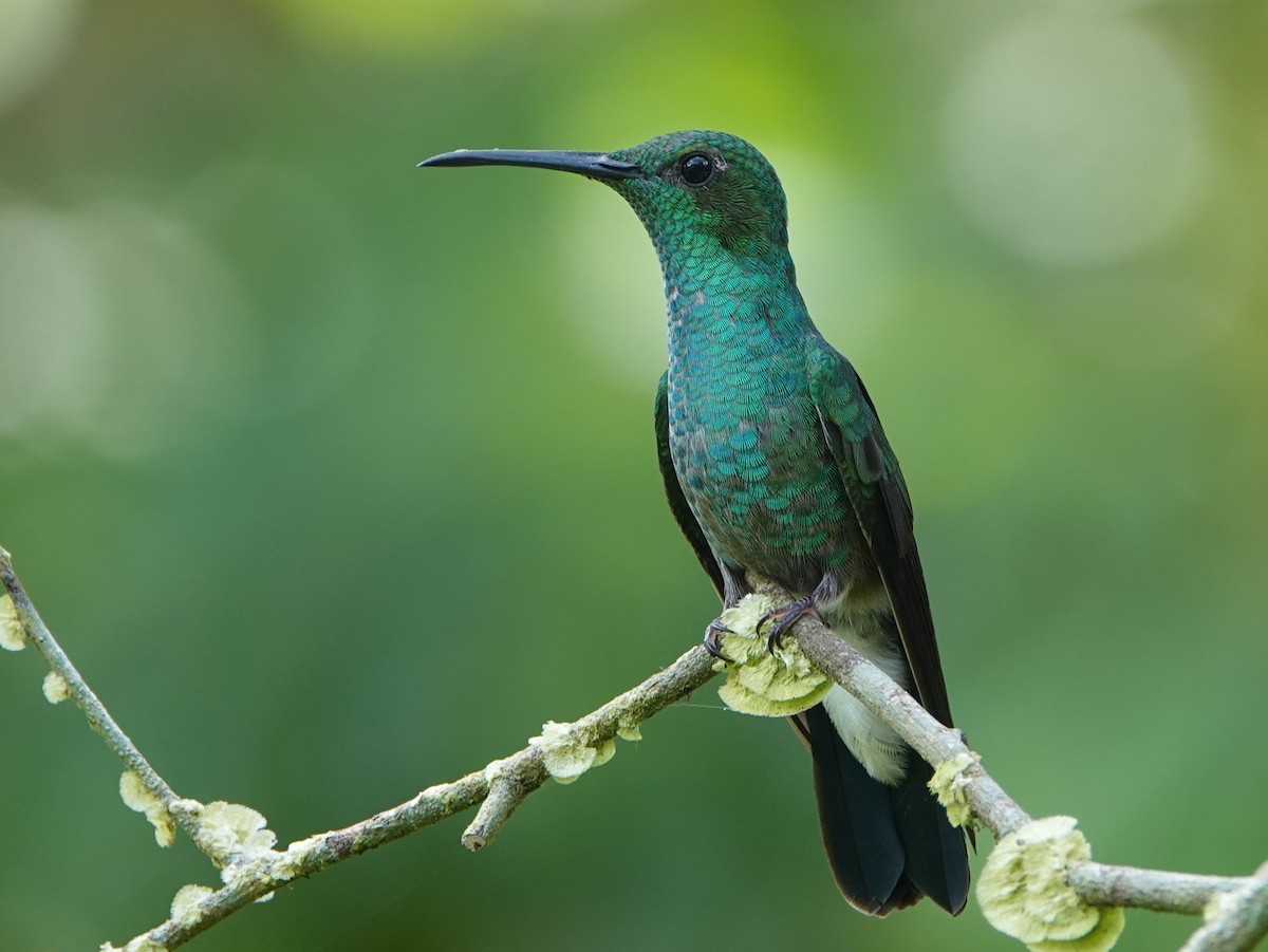 Colibrí de Buffon - ML646633609