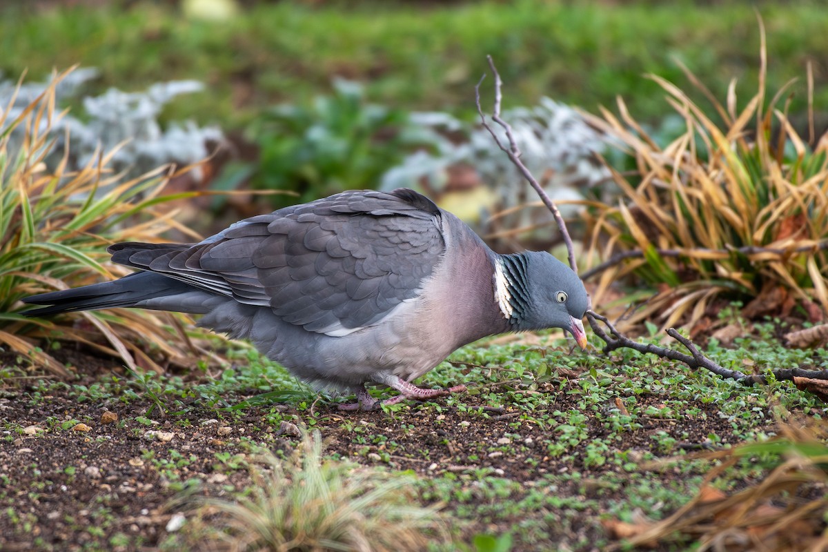 יונת ענק - ML646633614