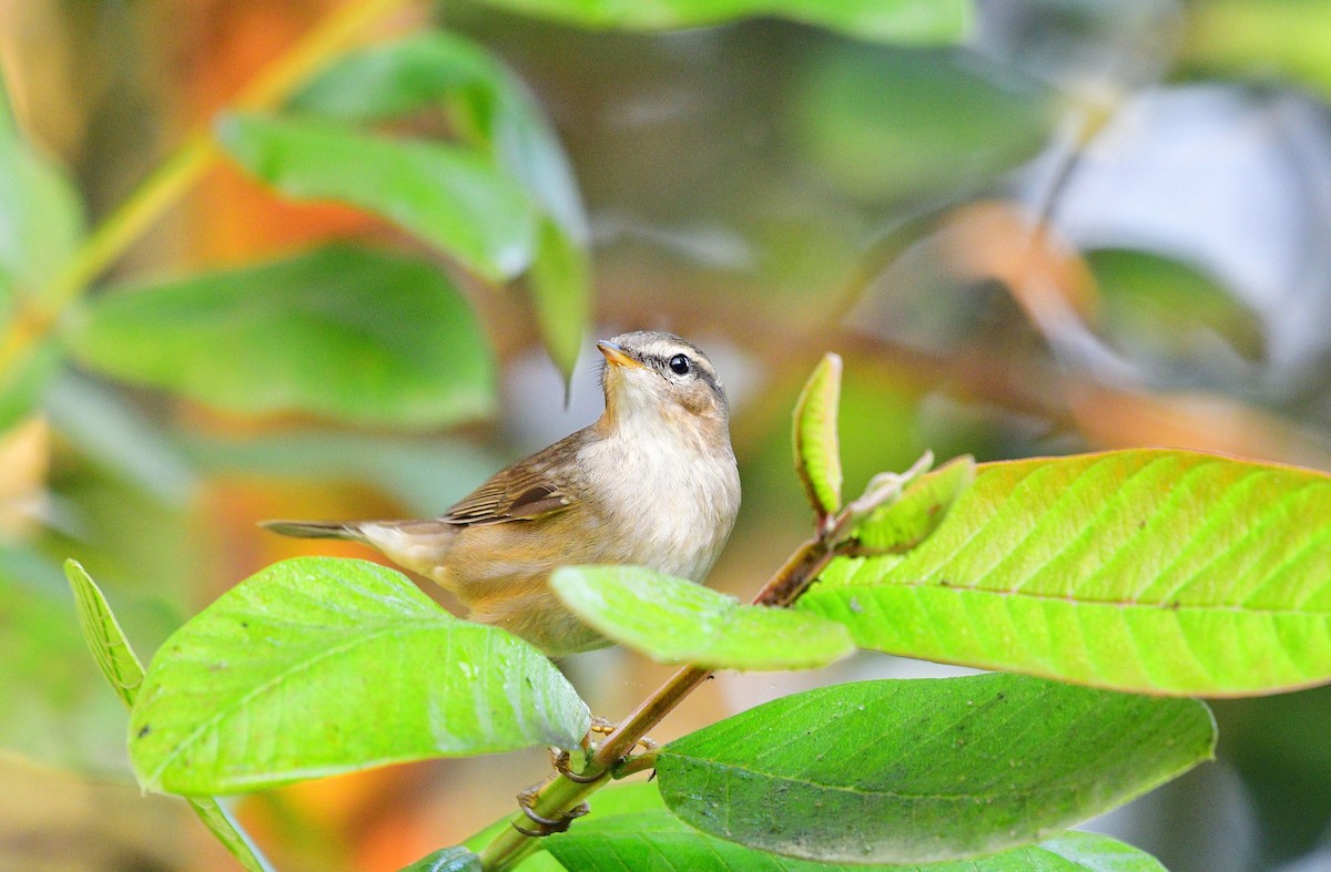 Esmer Çıvgın - ML646633617