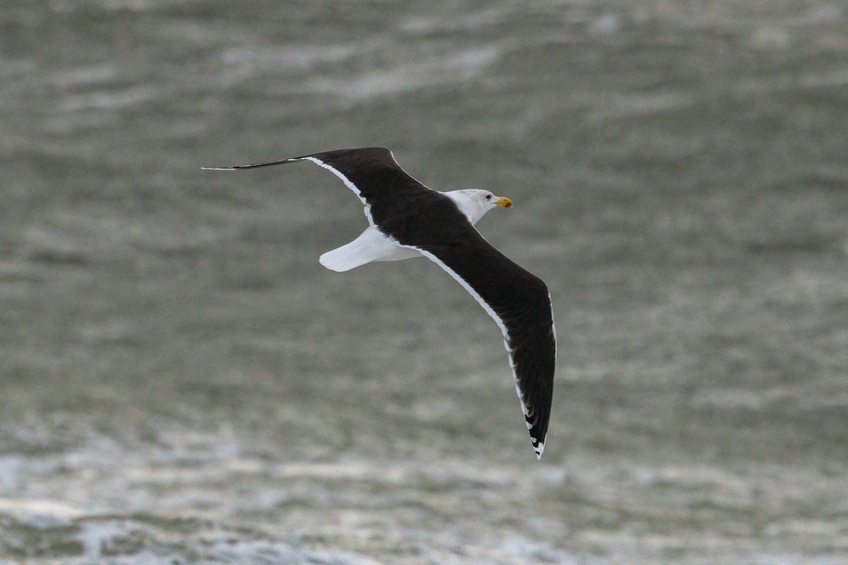 Great Black-backed Gull - ML646633618