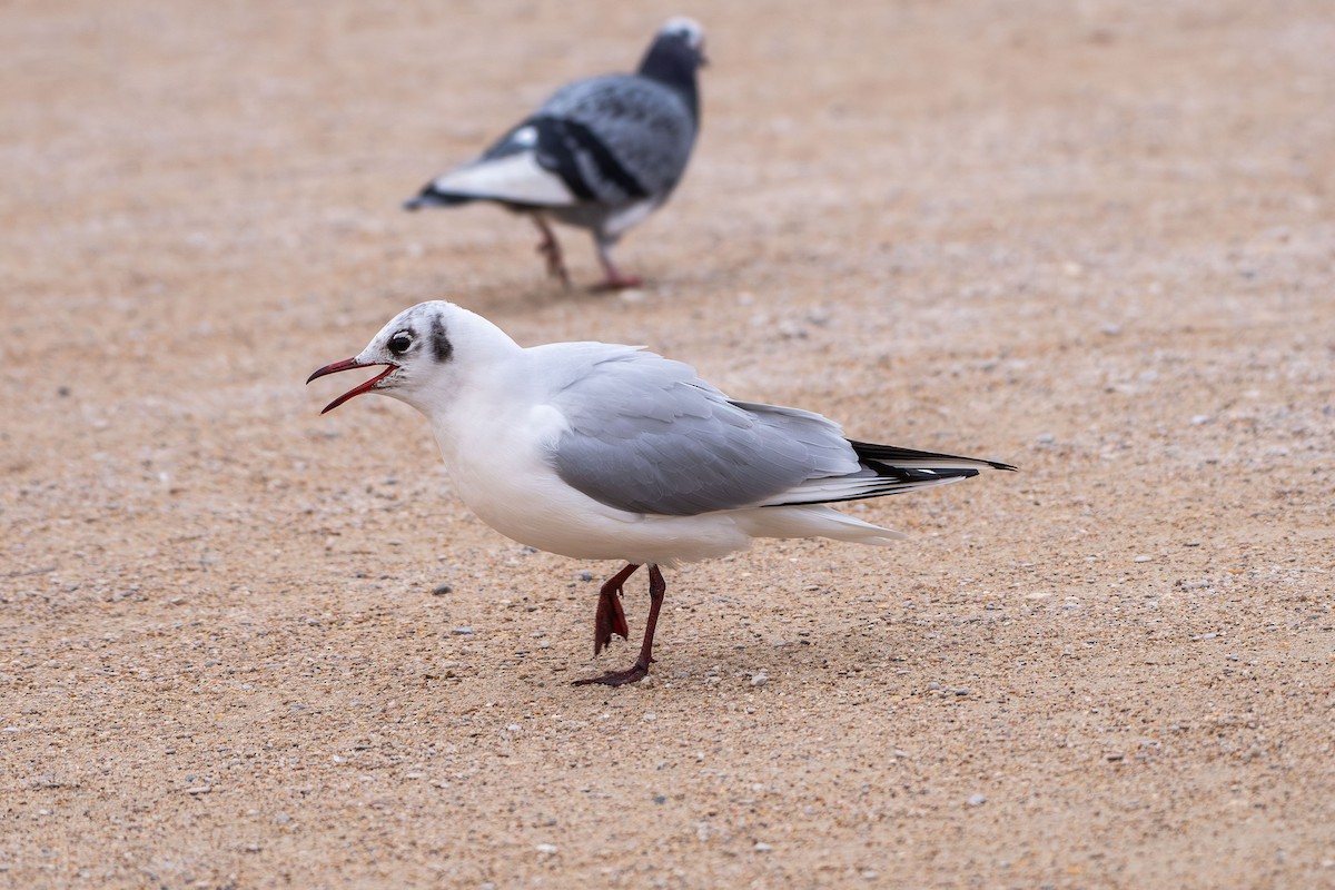שחף אגמים - ML646633619