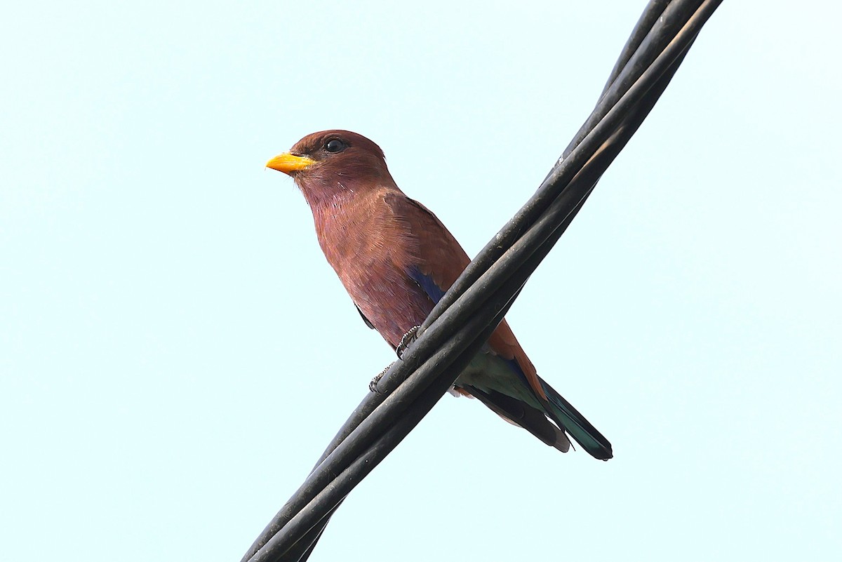 Африканский широкорот [группа afer] - ML646633620