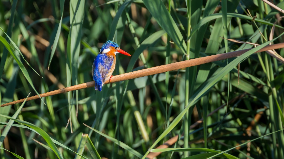Malachite Kingfisher - ML646633621