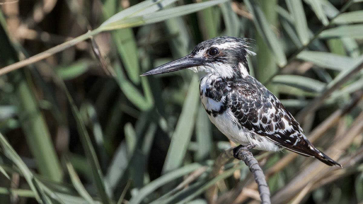 Pied Kingfisher - ML646633622