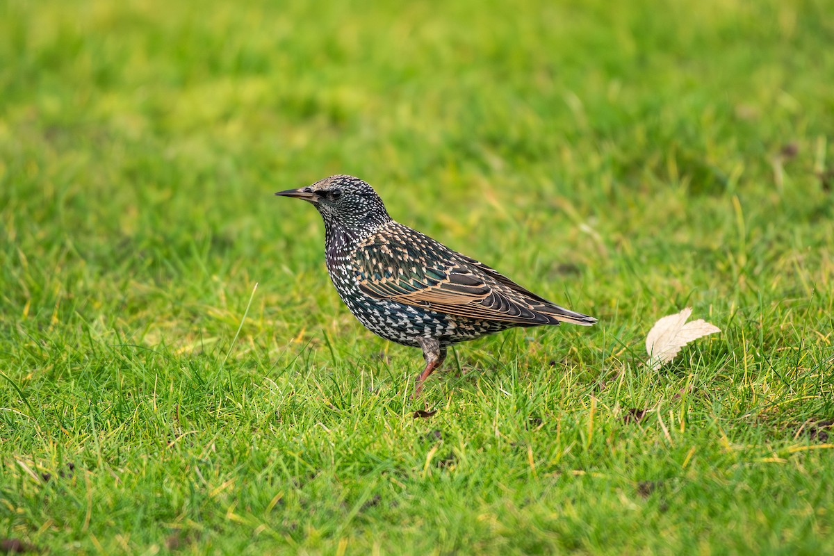 זרזיר מצוי - ML646633623
