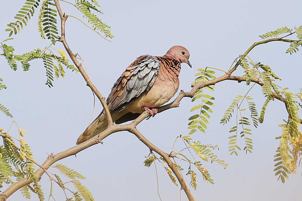 Малая горлица - ML646633624