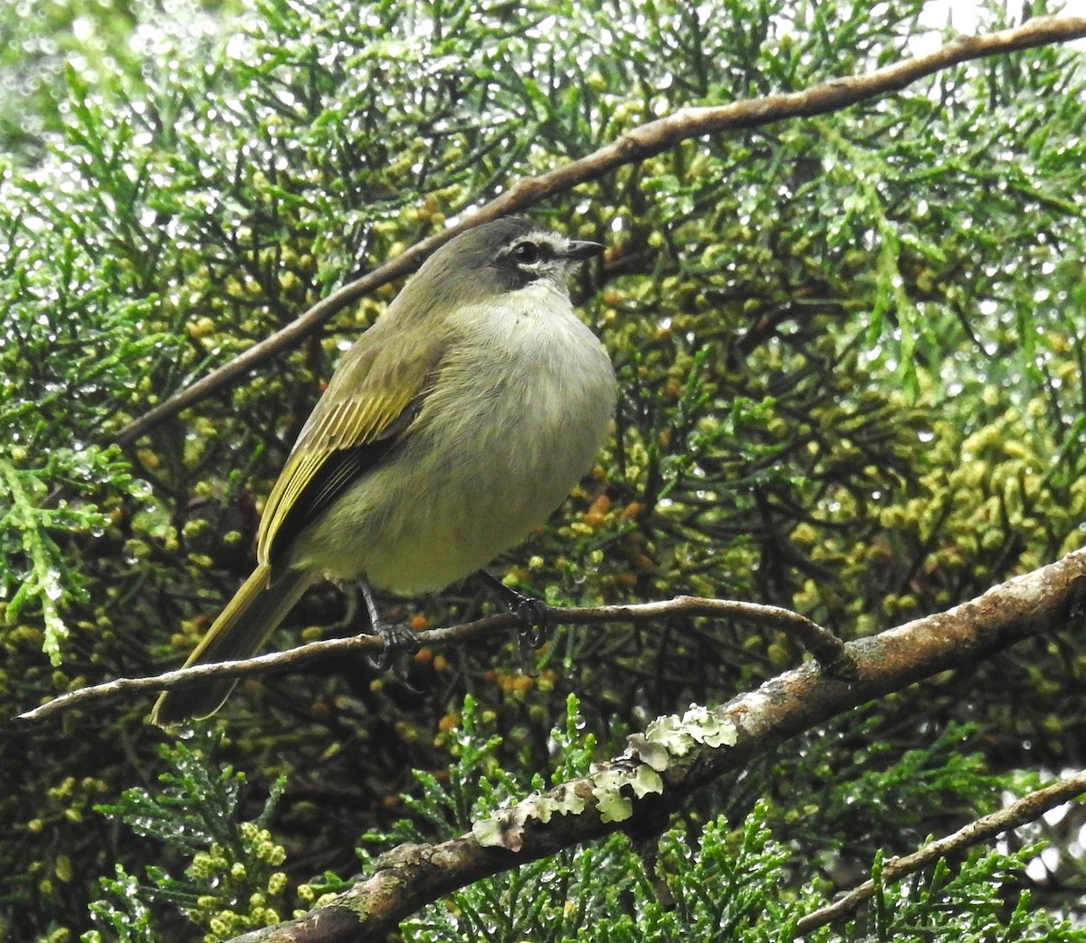 Tyranneau de Peters - ML646633626