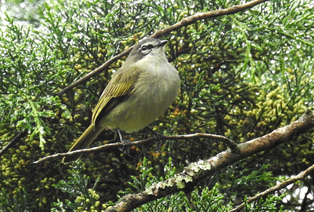 Tyranneau de Peters - ML646633627