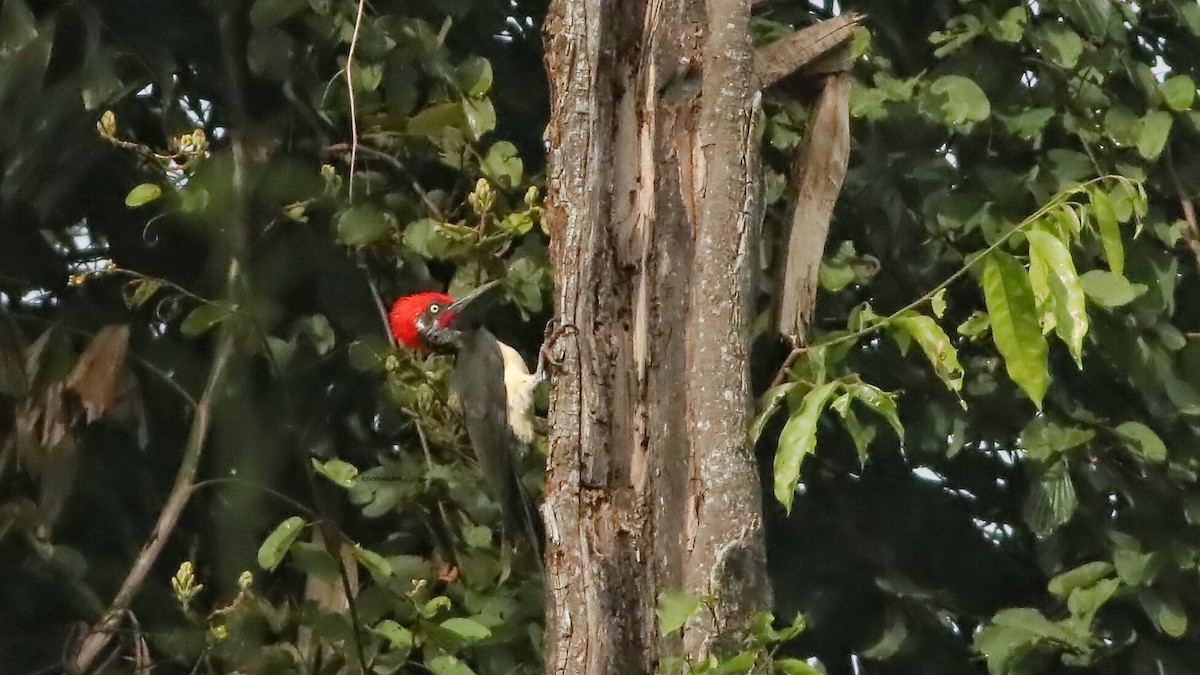 White-bellied Woodpecker - ML646633628