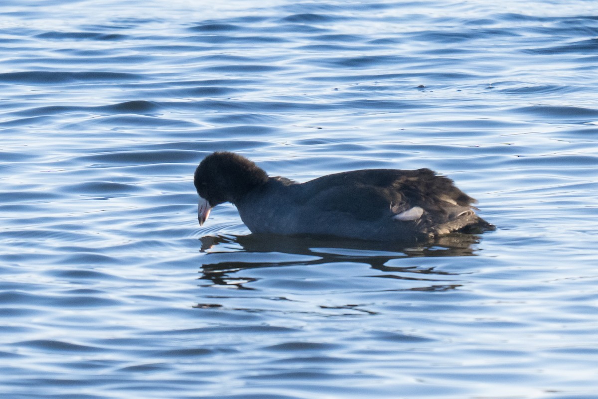 Лиска американська - ML646633629