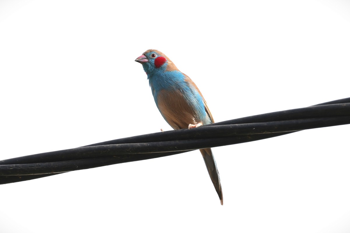 Красноухий астрильд - ML646633630